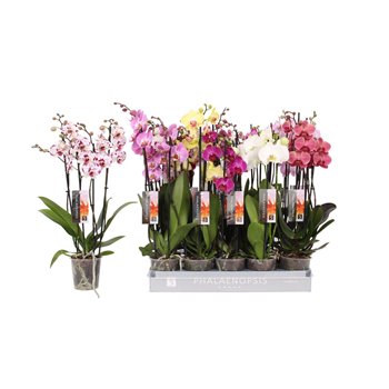 Orhideja Phalaenopsis mix 5 colours 4 stems 55 cm fi12 cm Q3427