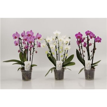 Orhideja Phalaenopsis cascade triboga mix 3 stems 45 cm fi12 cm Q3282