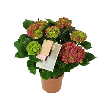 Hortenzija macr  saxon schloss wackerbarth 5 6 flower 40 cm fi14 cm Q2712