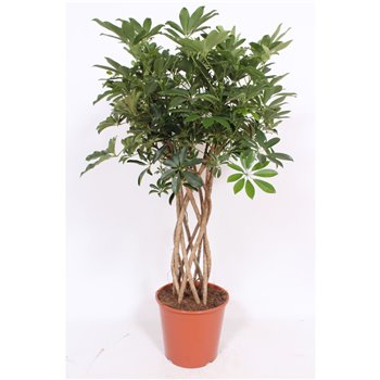 Schefflera arboricola compacta kokerstam 10 pp 160 cm fi30 cm Q6282