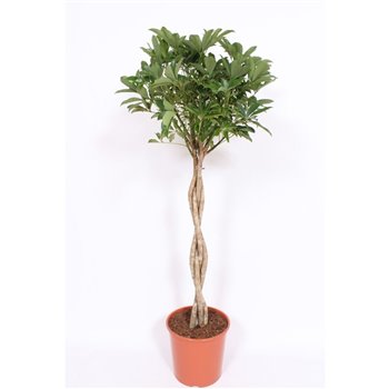 Schefflera arboricola compacta vlechtstam 160 cm fi30 cm Q6294