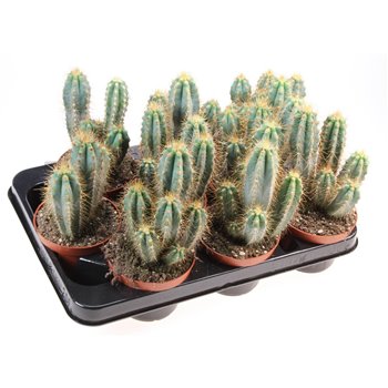 Kaktus Kaktus pilosocereus azureus 15 cm fi10.5 cm Q769