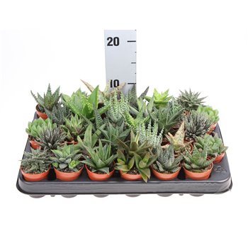 Aloe mix + haworthia mix al5002 10 cm fi5.5 cm Q160