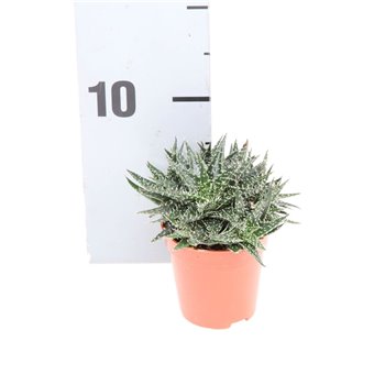 Aloe pepe al5015 10 cm fi5.5 cm Q161