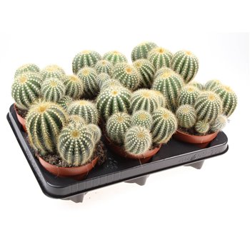 Kaktus Notocactus Warassi 15 cm fi12 cm Q791