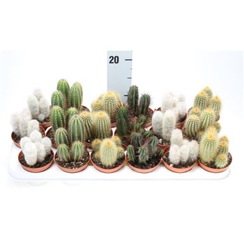 Kaktus zuil mix ca8010 15 cm fi8.5 cm Q839