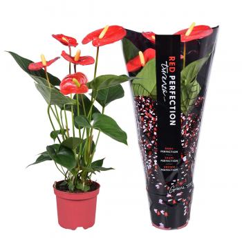 Anthurium andr  turenza Perfect Red® zwarte sleeve 55 cm fi14 cm Q381