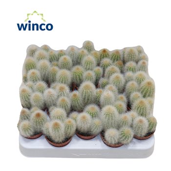 Kaktus Espostoa Senilis 15 cm fi5.5 cm Q897