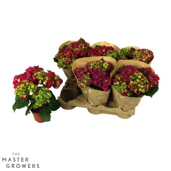 Hortenzija macr  hi fire red By Nature 10cm Rood 3-5 flowers 3 fl 22 cm fi10 cm Q3106