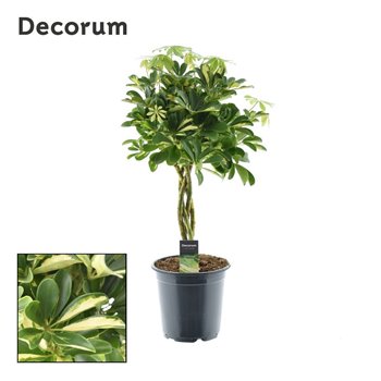 Schefflera arboricola gold capella braided stem decorum 75 cm fi21 cm Q5454