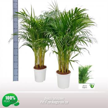 Palma Dypsis lutescens 20pp 100 cm fi17 cm Q2490