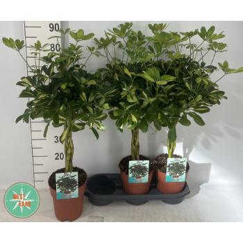 Schefflera Gold Capella