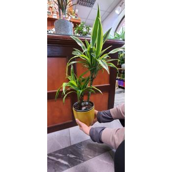 Dracena Lemon Lime