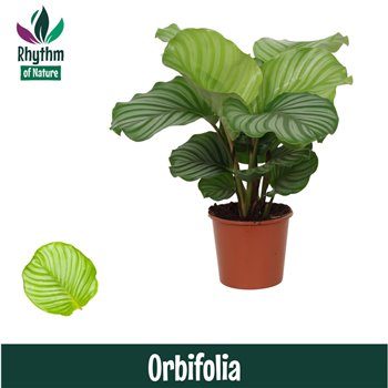 Kalateja orbifolia - Rhythm of Nature 65 cm fi17 cm Q1896