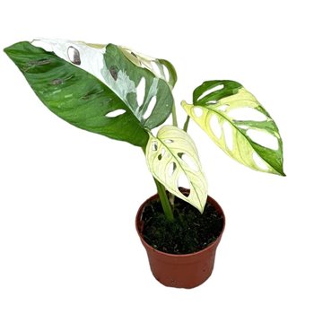Monstera Adansonii Variegata 25 cm fi10.5 cm Q4505
