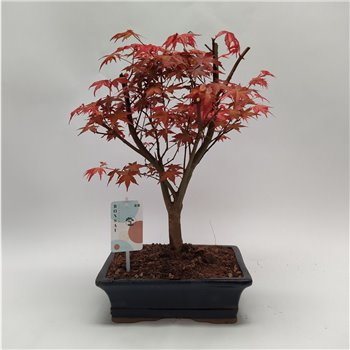 Bonsaj Acer Deshojo 45 cm fi25 cm Q50