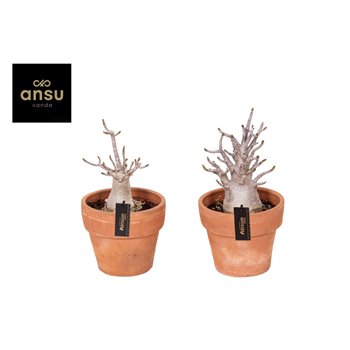 Adenium ansu baobab (niet bloeiend) in Terracotta pot Large 30 cm fi20 cm Q59