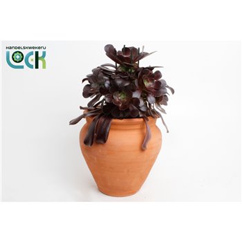 Aeonium arboreum Aeonium Arboreum in kruik 45 cm fi25 cm Q61