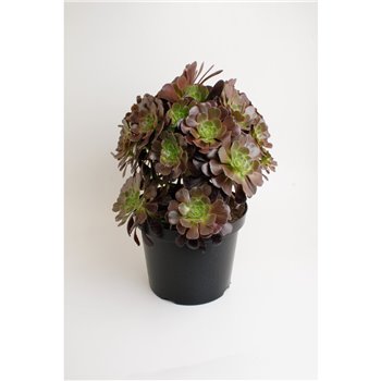 Aeonium Nigrum tuin 50 cm fi29 cm Q64