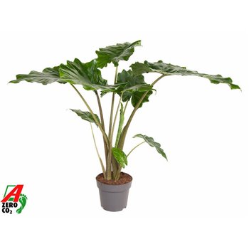 Alokazija portodora 90 cm fi24 cm Q226