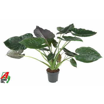 Alokazija wentii 110 cm fi32 cm Q227
