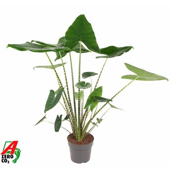Alokazija zebrina 100 cm fi24 cm Q230