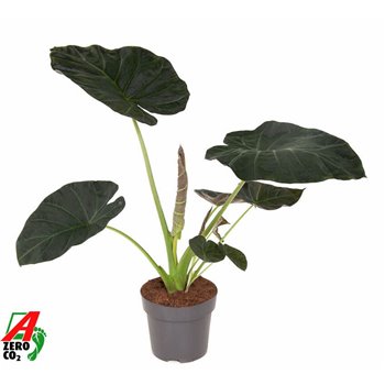 Alokazija regal shields 80 cm fi24 cm Q234