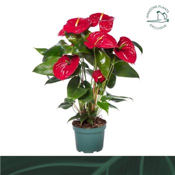 Anthurium andr  nevada 6+ 65 cm fi17 cm Q403