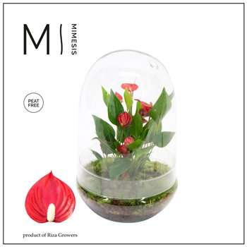 Nasad anthurium KARMA Million | Terrarium | Veenvrij 35 cm fi14 cm Q491
