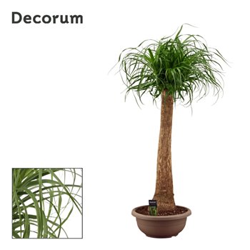 Nolina Beaucarnea recurvata Nolina Beaucarnea straight compact in 35 cm bowl (Decorum) 1 stems plnt 110 cm fi35 cm Q660