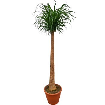 Nolina Beaucarnea recurvata 170 cm fi35 cm Q664