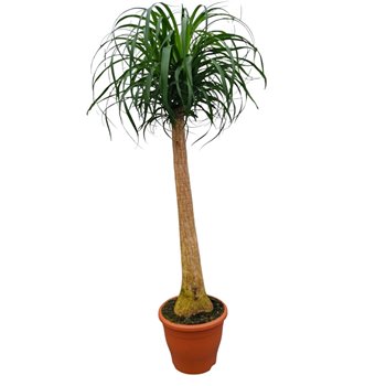 Nolina Beaucarnea recurvata 135 cm fi29 cm Q665