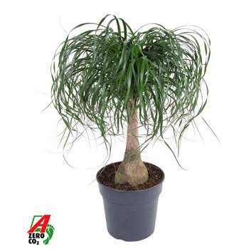 Nolina Beaucarnea recurvata stem 100 cm fi27 cm Q679