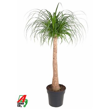 Nolina Beaucarnea recurvata stem 130 cm fi30 cm Q682