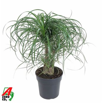 Nolina Beaucarnea recurvata branched 60 cm fi21 cm Q683