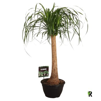 Nolina Beaucarnea recurvata rechte stem 100 cm fi26 cm Q686