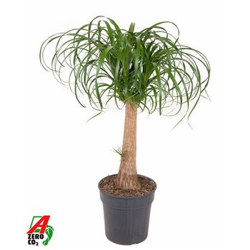 Nolina Beaucarnea recurvata stem 80 cm fi24 cm Q687