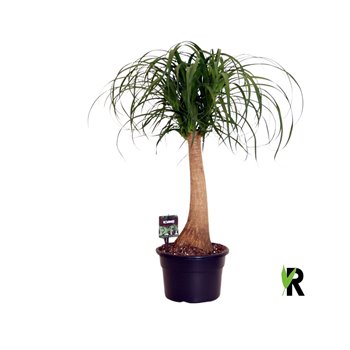 Nolina Beaucarnea recurvata rechte stem 70 cm fi23 cm Q690
