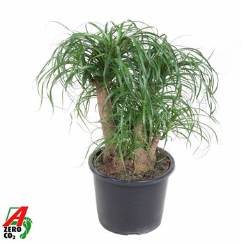 Nolina Beaucarnea recurvata branched 90 cm fi32 cm Q693