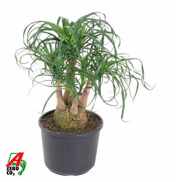 Nolina Beaucarnea recurvata branched 70 cm fi27 cm Q695 Nolina Beaucarnea recurvata branched 70 cm fi27 cm Q695