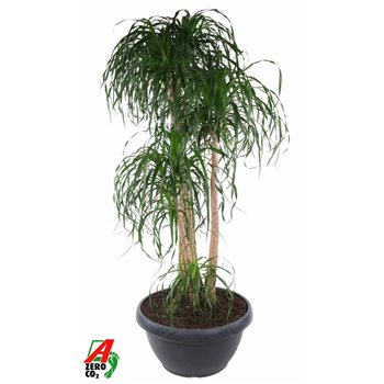 Nolina Beaucarnea recurvata branched 220 cm fi60 cm Q696