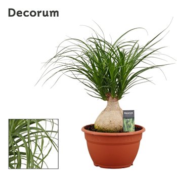 Nolina Beaucarnea recurvata bulb decorum 55 cm fi25 cm Q700
