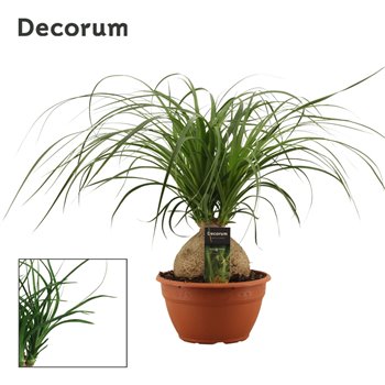 Nolina Beaucarnea recurvata bulb decorum 55 cm fi20 cm Q703