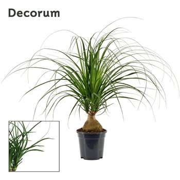 Nolina Beaucarnea recurvata bulb decorum 45 cm fi17 cm Q705
