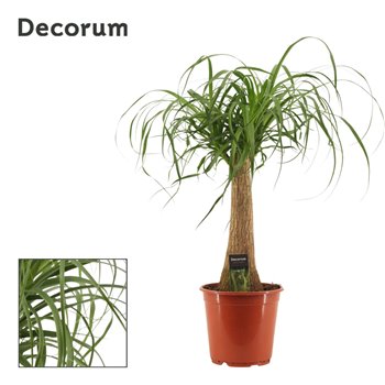 Nolina Beaucarnea recurvata straight decorum 70 cm fi21 cm Q706