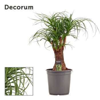 Nolina Beaucarnea recurvata branched decorum 70 cm fi24 cm Q709