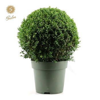 Buxus sempervirens bulb 40cm 53 cm fi27 cm Q814