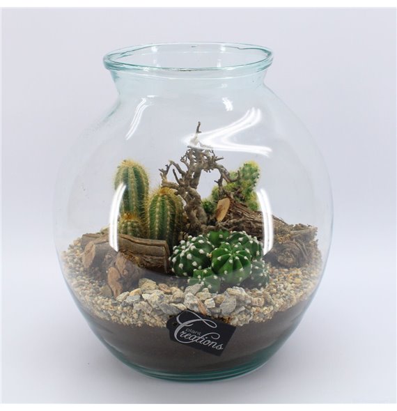 Nasad cactus CTCR-2506 Kaktus Essentials Terrarium 3 pp 37 cm fi29 cm Q1024 Nasad cactus CTCR-2506 Kaktus Essentials Terrarium 3 pp 37 cm fi29 cm Q1024