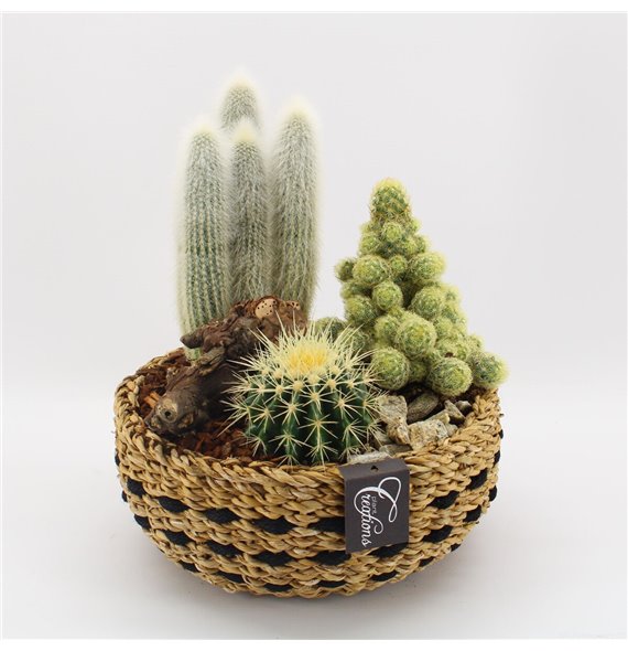 Nasad cactus CTCR-2529 Kaktus Essentials 3 pp 35 cm fi26 cm Q1076 Nasad cactus CTCR-2529 Kaktus Essentials 3 pp 35 cm fi26 cm Q1076