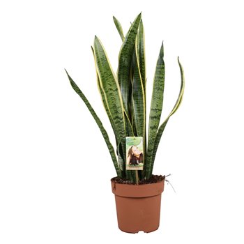 Taščin jezik - Sanseveria trifasciata laurentii 75 cm fi21 cm Q1215